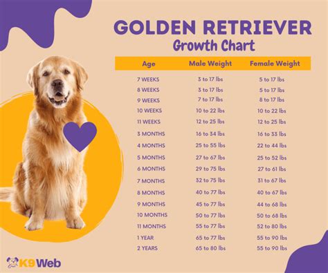 golden retriever size chart.